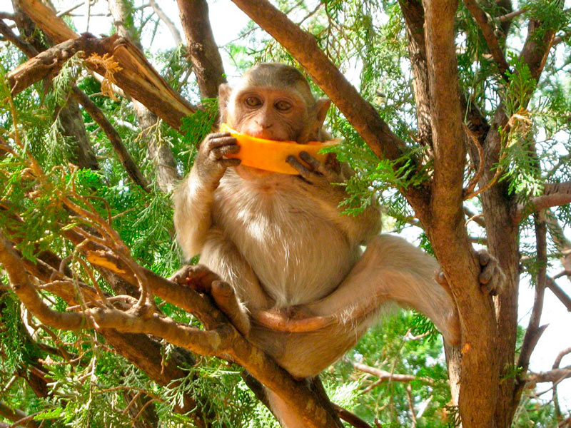 Туристам запретили отбирать еду у обезьян