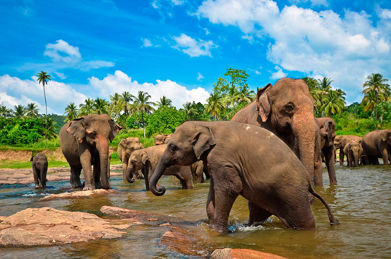 Туры и отдых на Шри-Ланке