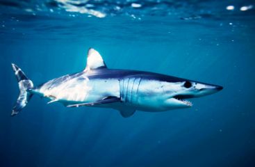 Подводный охотник вырвал из пасти акулы свою добычу