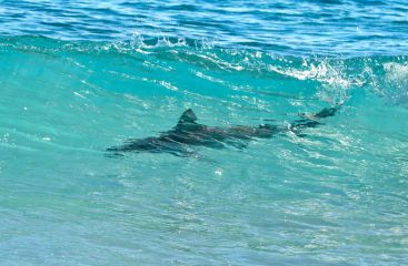 Появление акулы на пляже в Испании вызвало панику отдыхающих