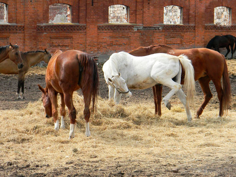 Старожиловский конный завод в Орловской области