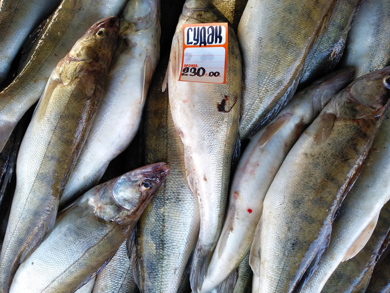 рыба калининград