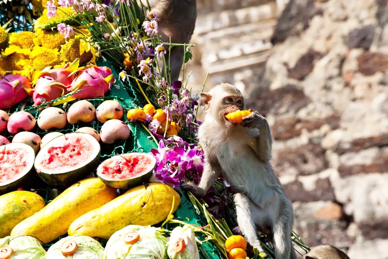 обезьяний фестиваль